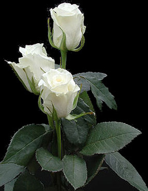 leroi_damour@msn.com